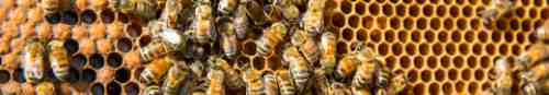 A rectangular crop of bees on a hive.